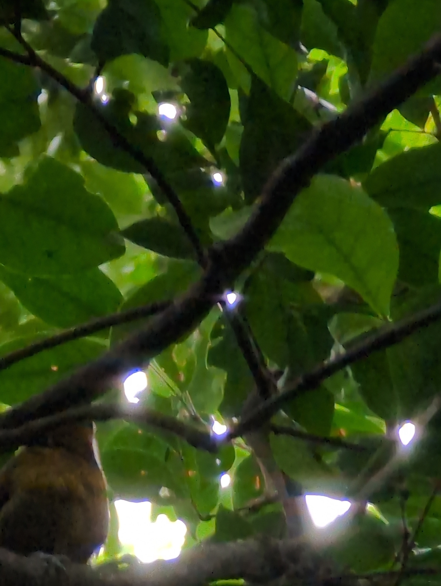 Montserrat Oriole (Icterus oberi), photo 7