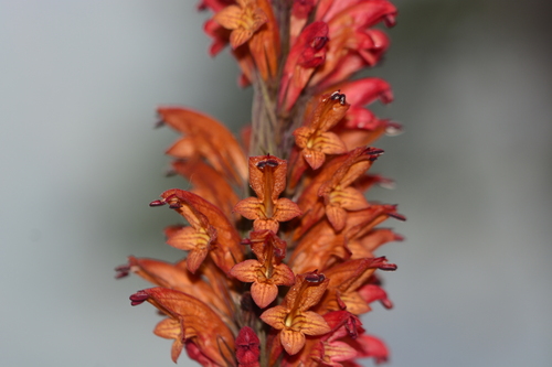 Image of Phlogacanthus thyrsiformis by no rights reserved