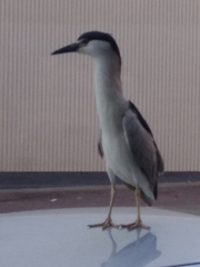 Nycticorax nycticorax