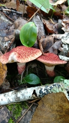 Suillus spraguei image