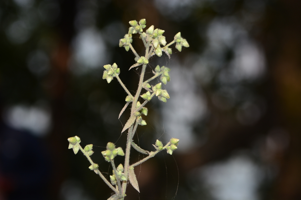Blumea hirsuta (Blumea hirsuta)