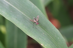 Trigonospila transvittata