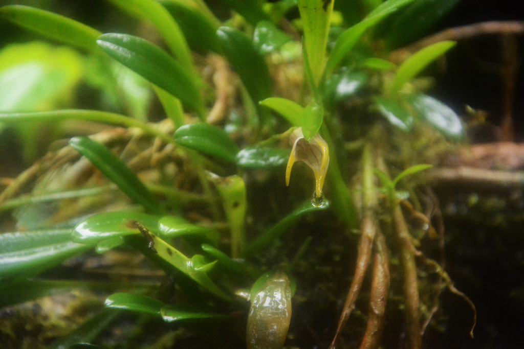 Masdevallia striatella