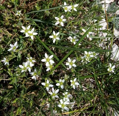 Minuartia adenotricha