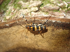 Macroleptura regalis