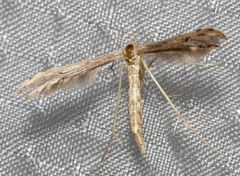 Stenoptilodes taprobanes