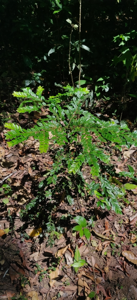 Thị vảy ốc – Diospyros buxifolia