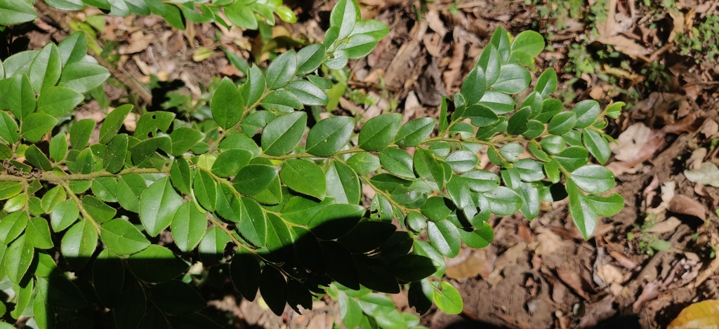 Diospyros buxifolia; photograph (c) T R Shankar Raman, some rights reserved (CC BY)