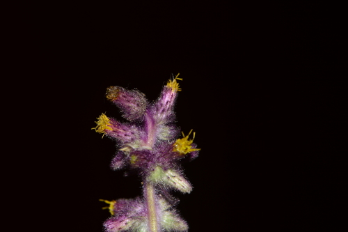 Image of Clustered Blumea (Blumea fistulosa) by no rights reserved