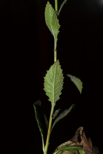 Image of Blumea fistulosa by no rights reserved