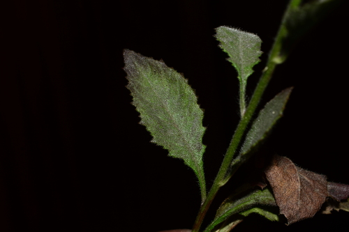 Image of Clustered Blumea (Blumea fistulosa) by no rights reserved