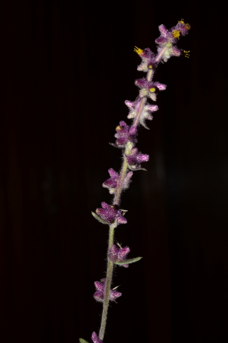 Image of Blumea fistulosa by no rights reserved