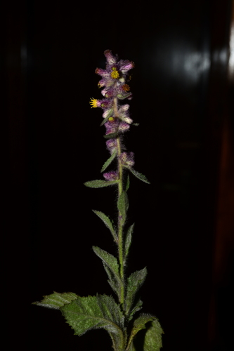Image of Clustered Blumea (Blumea fistulosa) by no rights reserved