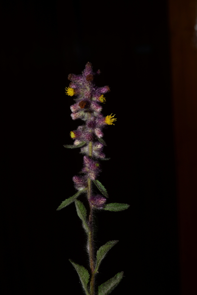 Blumea fistulosa (Blumea fistulosa)