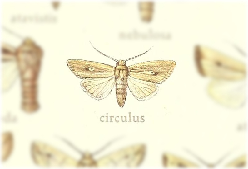 Mythimna circulus