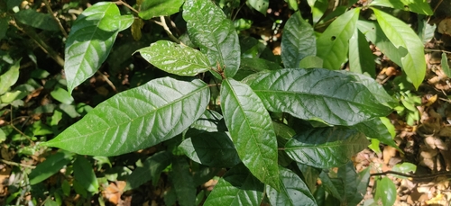 Ceylon croton (Croton zeylanicus)