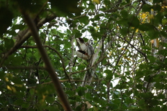 Propithecus coquereli