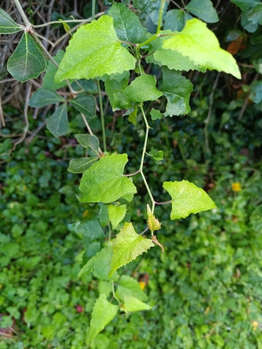 Foto de Flor-das-almas