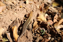 Zonosaurus laticaudatus