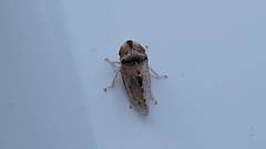 Xerophloea viridis