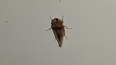 Xerophloea viridis