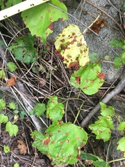 Parthenocissus tricuspidata