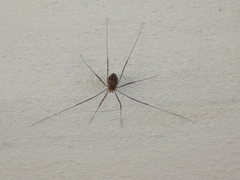 Opilio saxatilis