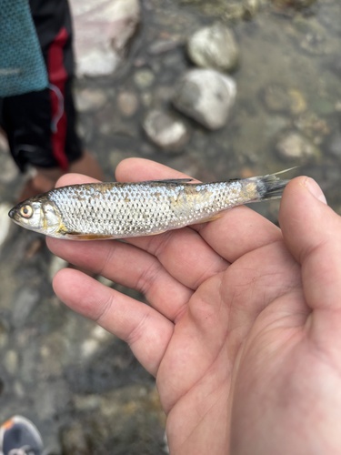 Indian Hill Trout