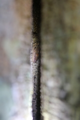 Blaesodactylus