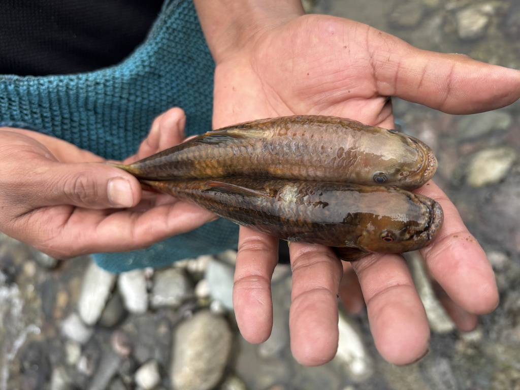 Garra quadratirostris