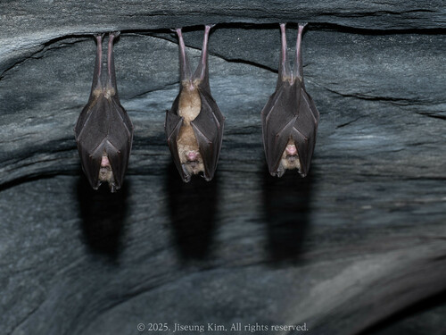 Greater Horseshoe Bat, 대한민국 충청북도 청원군 문의면 상장리 437, photo 8 of 10