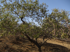 Ozoroa
