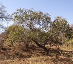 Ozoroa