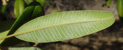 Ozoroa