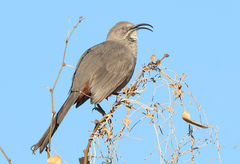 Crissal Thrasher photo 2