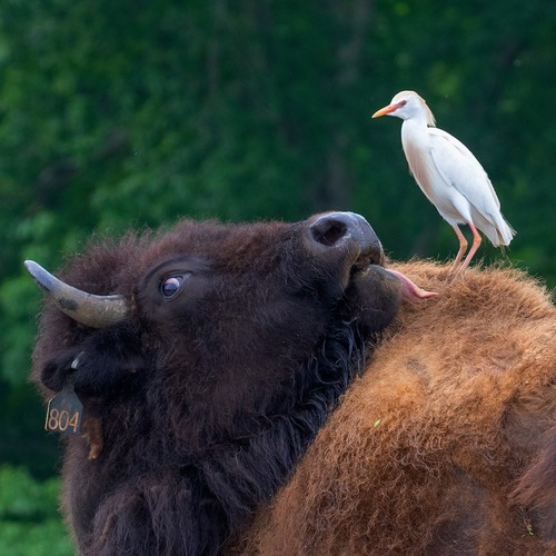 Western Cattle-Egret photographed in Kentucky