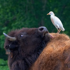 Cattle Egret photo 5