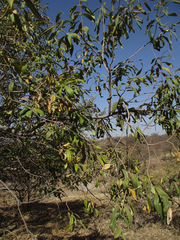 Ozoroa