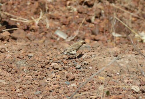 Sahel Bush Sparrow