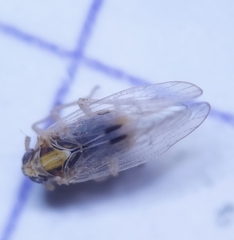 Laodelphax striatella