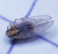 Laodelphax striatella