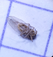 Laodelphax striatella