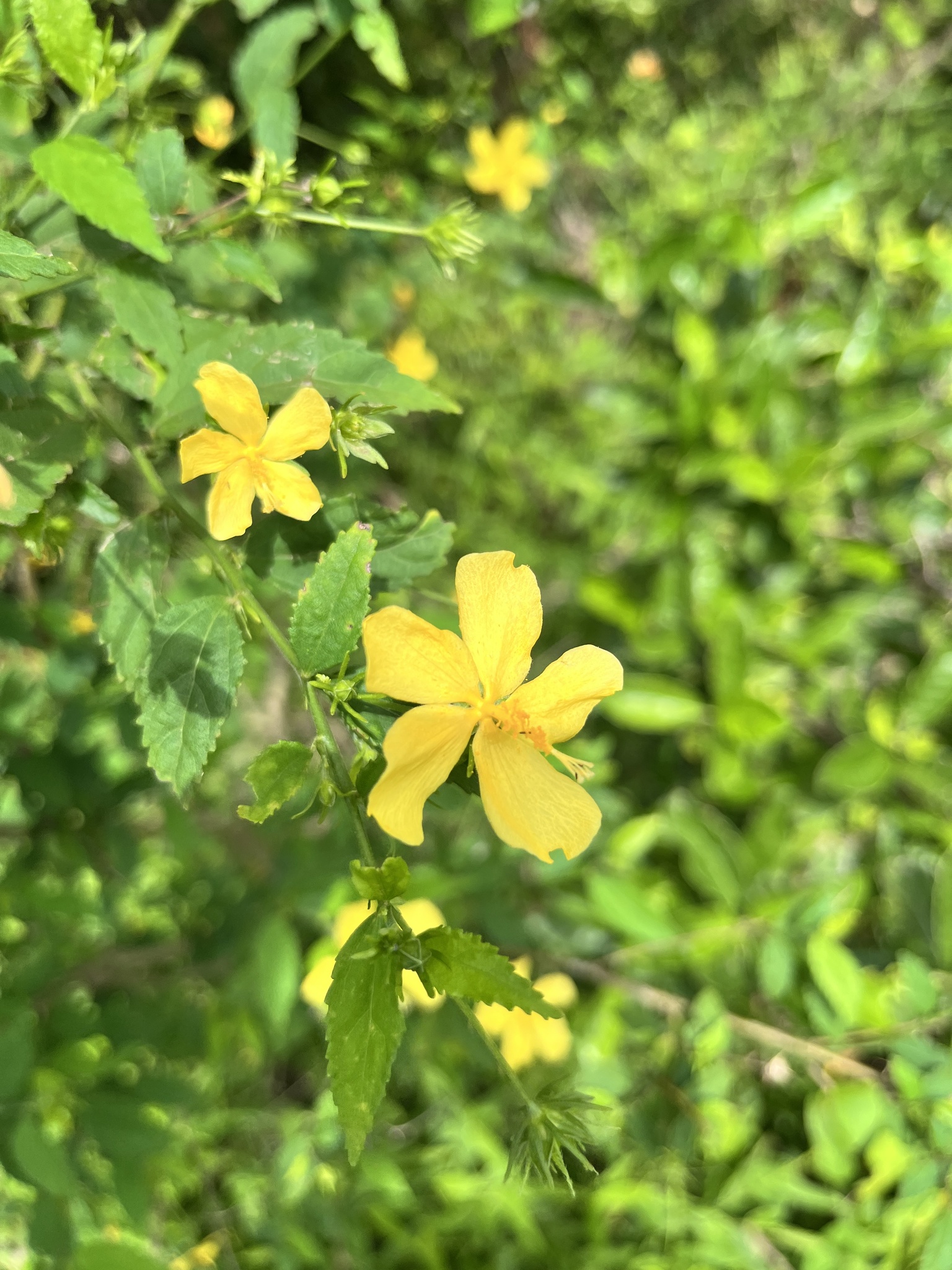 Pavonia sepium