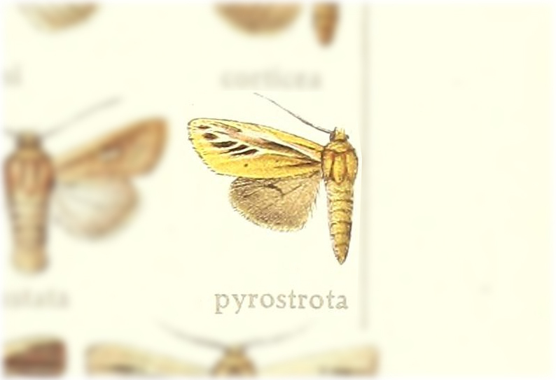 Mythimna pyrostrota