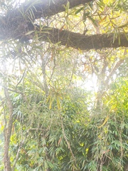(c) Ashwin A, some rights reserved (CC BY) Acampe ochracea, photograph (c) Ashwin A, some rights reserved (CC BY)