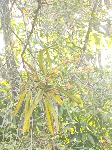 Acampe ochracea, photograph 3