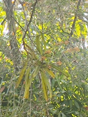 Acampe ochracea
