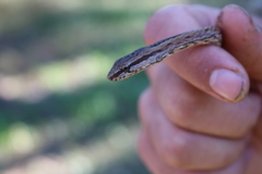 Northern Big-Eyed Snake photo 2
