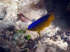 Stegastes xanthurus