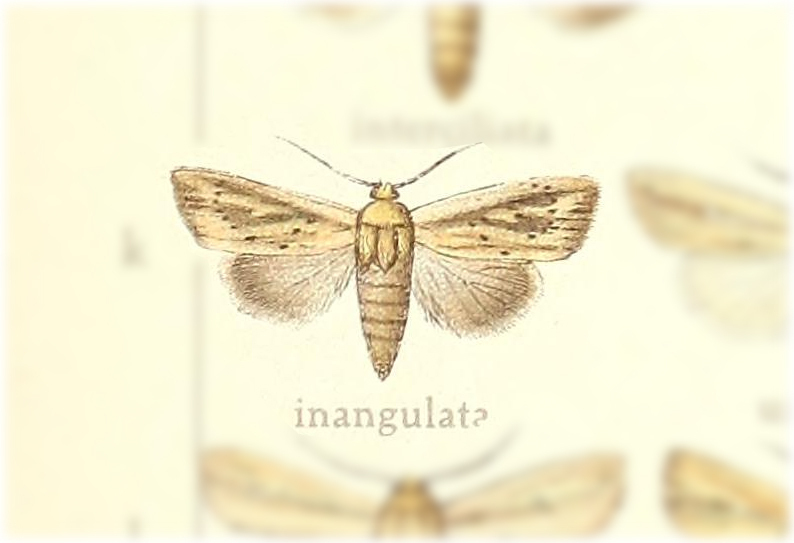 Mythimna homoeoptera